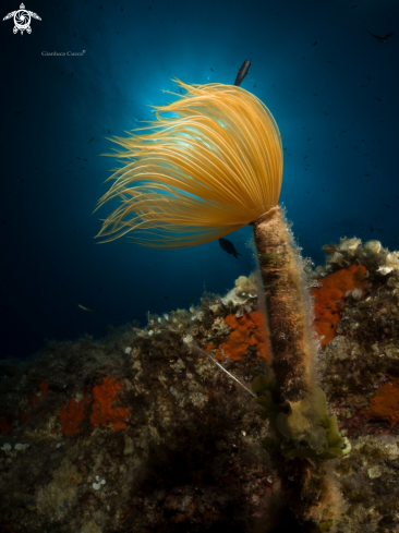 A Mediterranean fanworm,Spirografo.