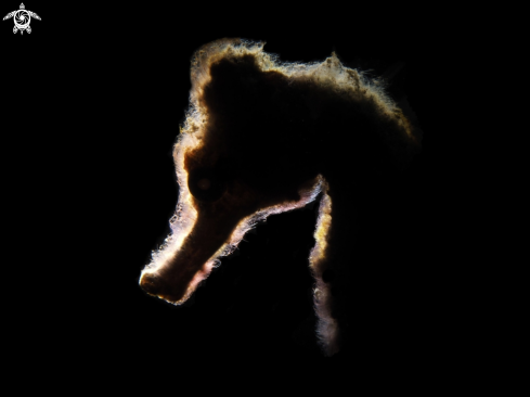 A Seahorse