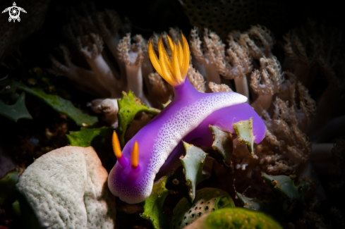 A NUDIBRANCH