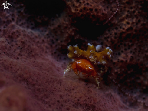 A Cryptodromia coronata (Stimpson, 1858)         | Juvenil Crab 