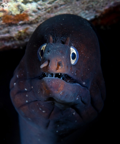 A Moray eel