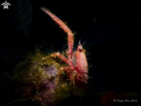 A Squat Lobster