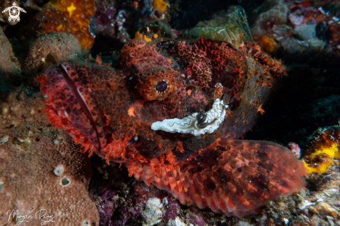 A Lionfish with nudi on it's cheek