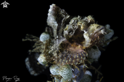 A Scorpionfish perched 