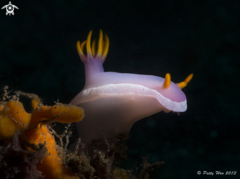 A Hypselodoris bullocki | Dorid Nudibranch