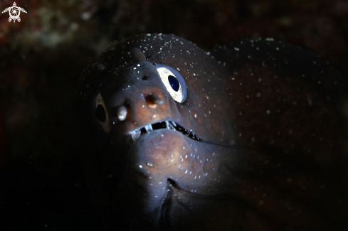 A Moray eel