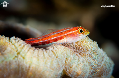 A red goby