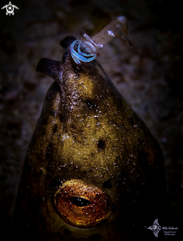 A Ophichthus altipennis (Kaup, 1856) | Snake Eel