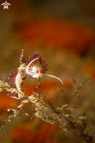 A Nudibranch