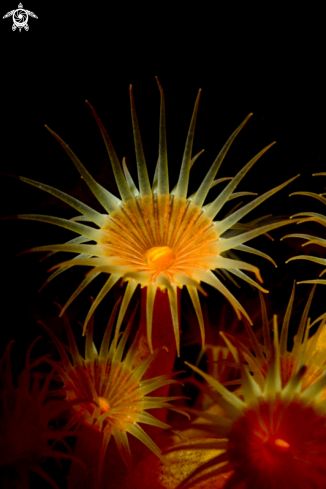 A Parazoanthus axinellae | Margherita di Mare