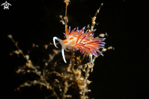 A Cratena peregrina | Nudibranch