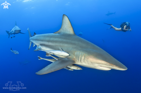 A Black tip shark