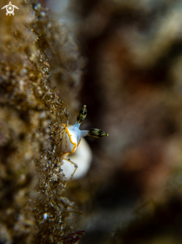 A Nudibranch