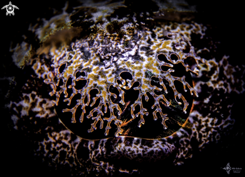 A Tentacled Flathead