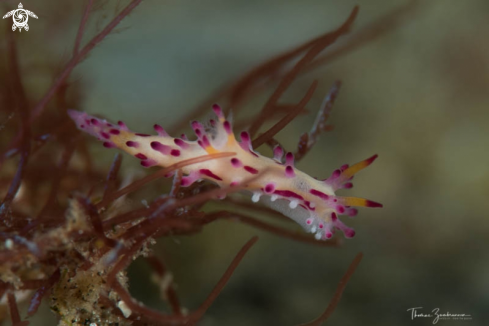 A Nudibranch 