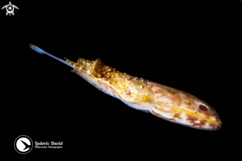 A Sepia sp. | Pygmy Cuttlefish