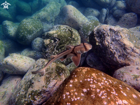 A Heterodontus portusjacksoni | Port Jackson shark