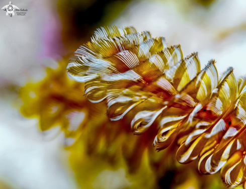 A Soft Coral