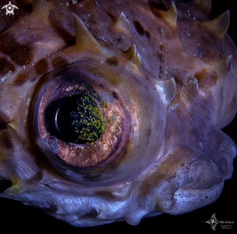 A Diodon holocanthus (Linnaeus, 1758)  | Balloonfish