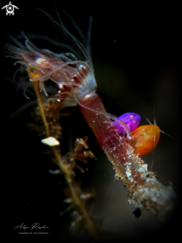 A Ladybug Amphipod 🐞