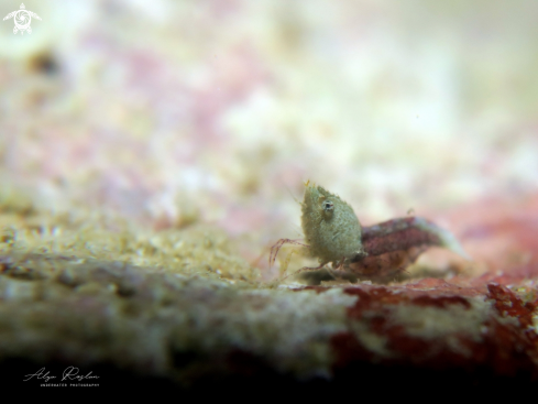 A Sashimi shrimp