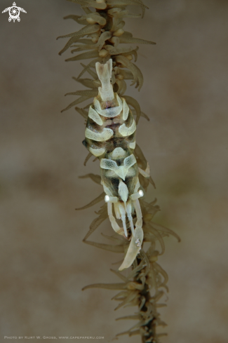 A Zanzibar shrimp