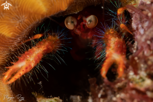 A Unsure Squat Lobster variation