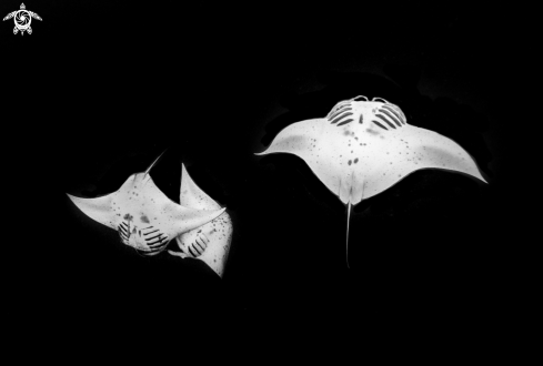 A Manta birostris