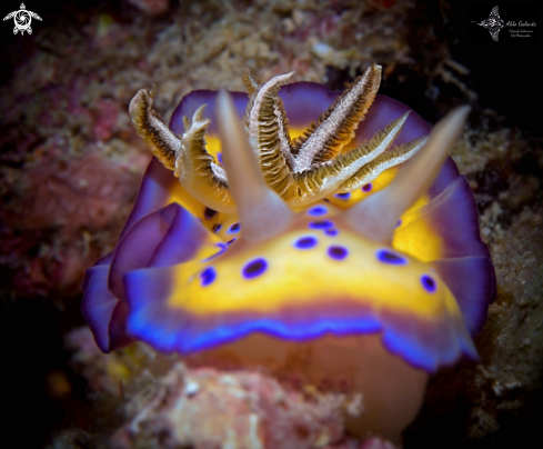 A Goniobranchus Nudibranch