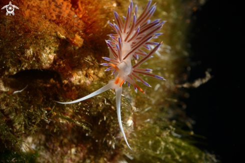 A Cratena peregrina | Nudibranch