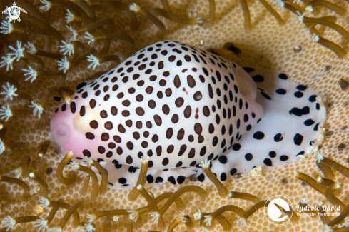 A Black-Spotted Egg Cowrie