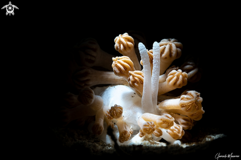 A Phyllodesmium rudmani | Xenia nudibranch