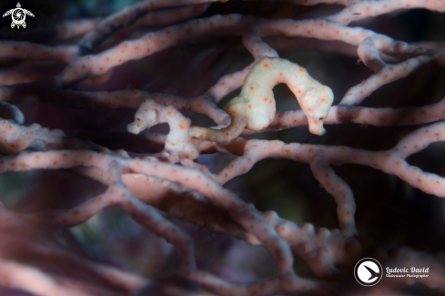 A Denise Pygmy Seahorse