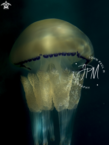 A Rhizostoma pulmo | méduse chou-fleur