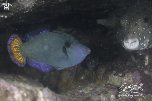 A Puffer and Filefish 