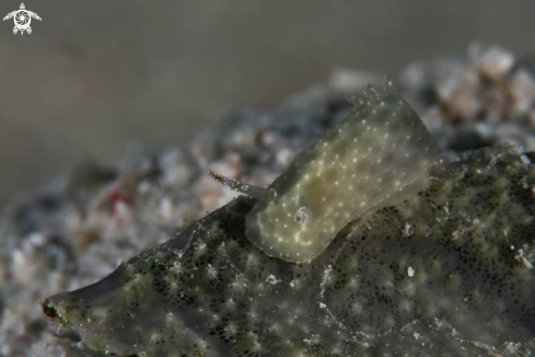 A Nudibranch 