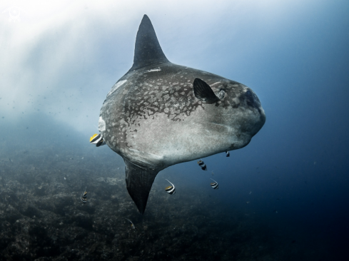 A Bump-Head Sunfish