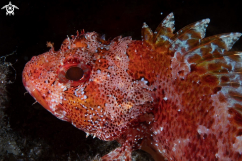 A Madeira rockfish