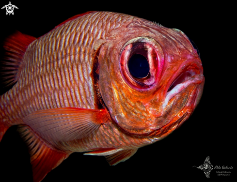 A Myripristis  | Soldier Fish