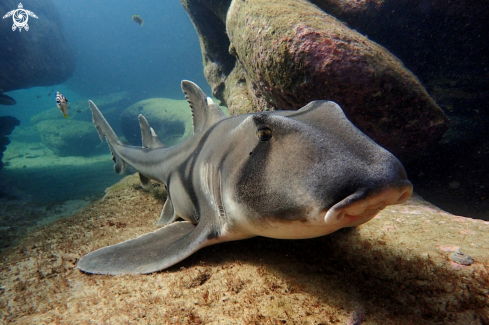 A Port Jackson shark