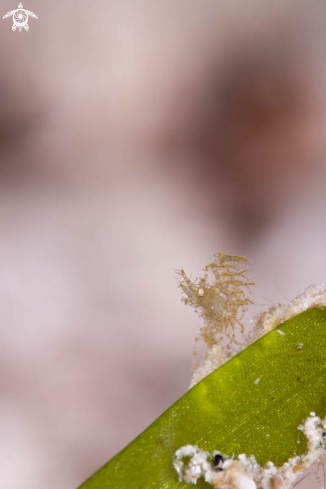 A Hairy Shrimp 