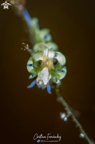 Nudibranch