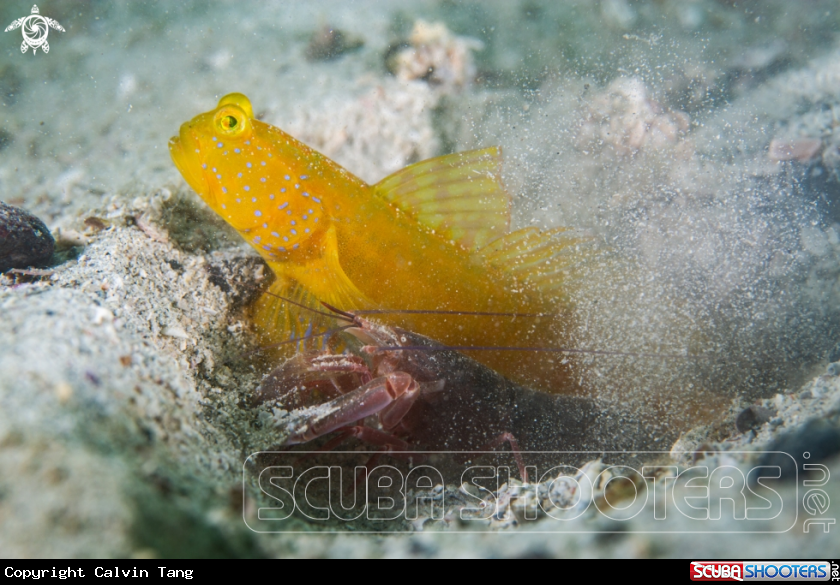 A Yellow shrimp Goby and alpheid shrimp