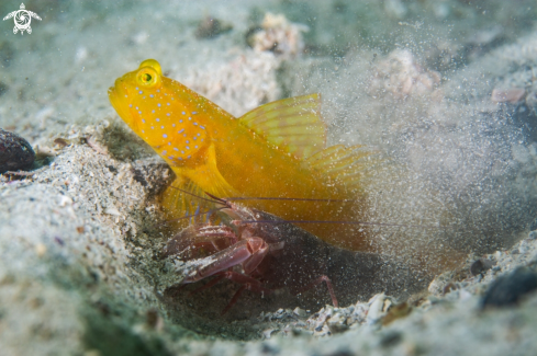 A Yellow shrimp Goby and alpheid shrimp