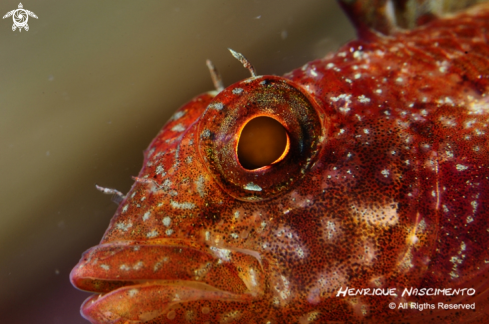 A underwater creature