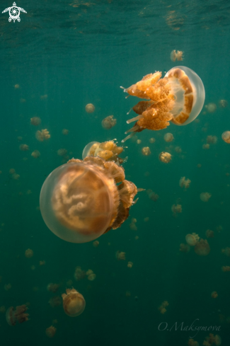 A Jellyfish lake