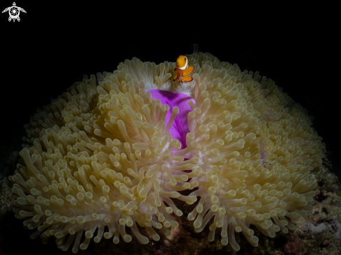 A Clownfish with anemone shrimps