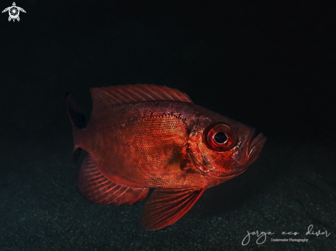 A Priacanthus arenatus | Bigeye