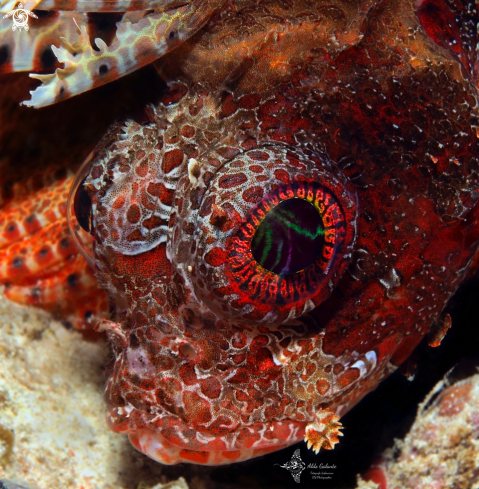 A Dwarf Lionfish