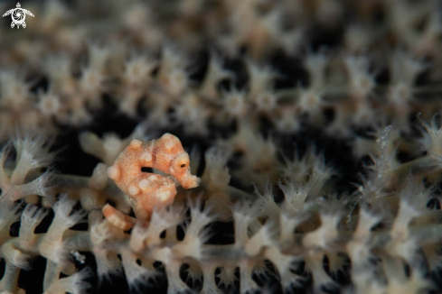 A Pygmy Seahorse Denise